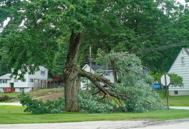 Trusted Paragould, AR  Tree Services Experts